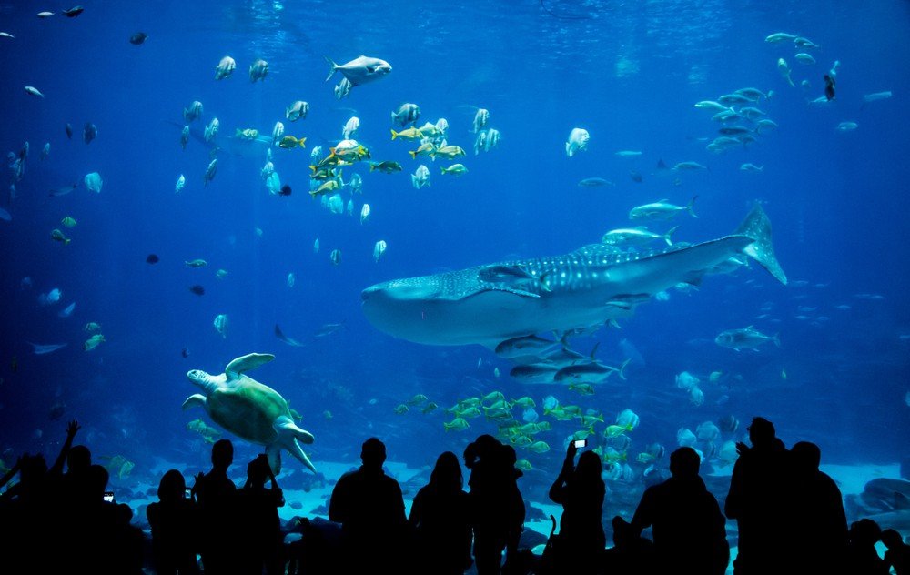 GRAND AQUARIUM