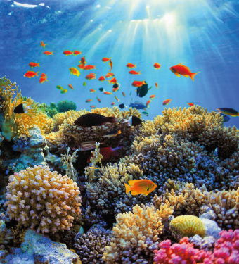 CORAL GARDEM