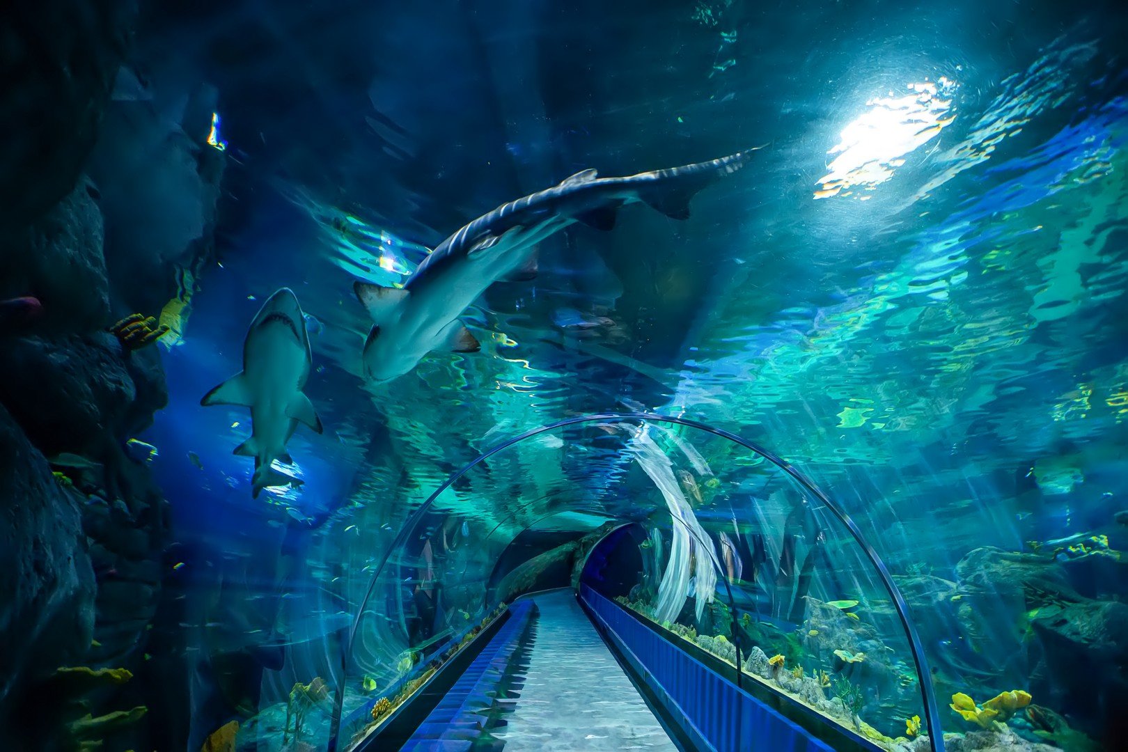 Odysseo Oceanarium