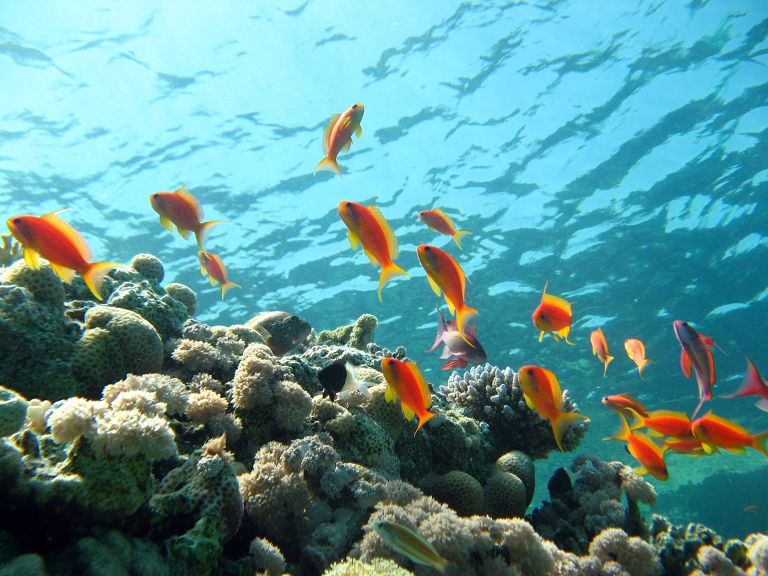 OPEN WATER COURSE