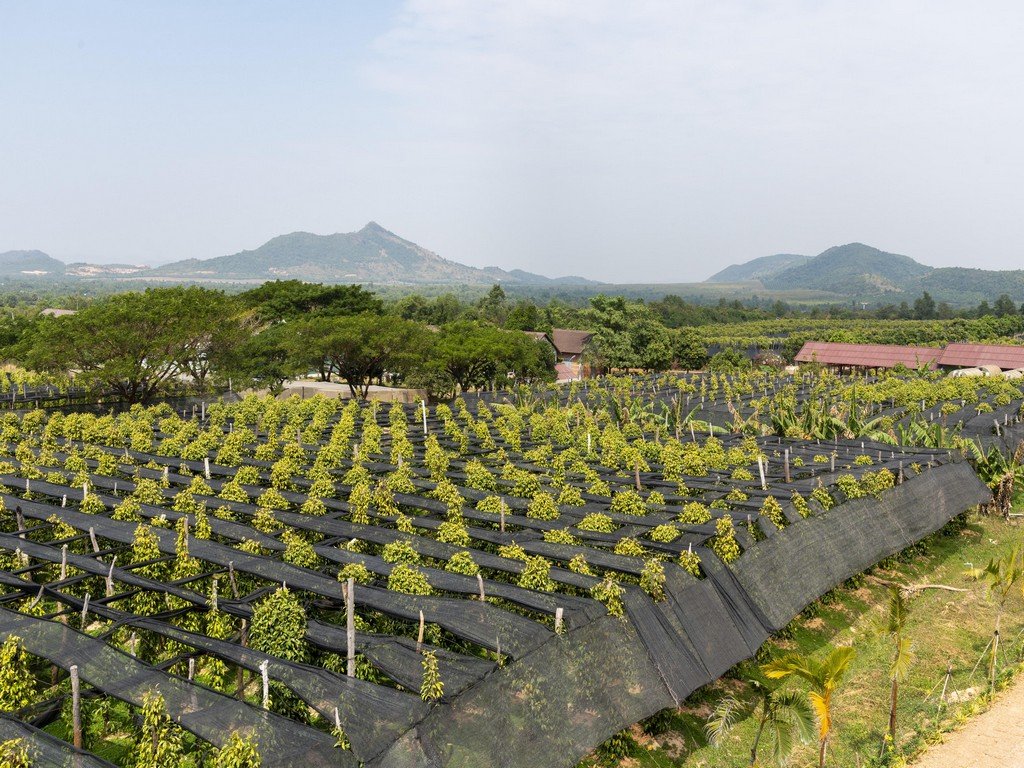 KAMPOT A KEP S NÁVŠTĚVOU KRABÍHO TRHU