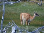 Hotel Ledové království Patagonie a Ohňové země (Argentina - Chile) dovolená