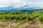 Tavuš