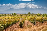 Vinice a hora Ararat