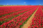 Hotel Belgie a Holandsko v květu tulipánů dovolená
