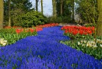 Hotel Belgie a Holandsko v květu tulipánů dovolená