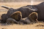 Hotel To nejlepší z Botswany dovolená