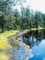 Cechy - Jeseniky - Mech jezirko