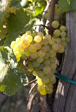 Hotel SONJA dovolená