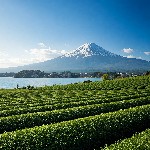 Hora Fudži a čajové plantáže