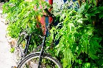Kodaň je městem cyklistů ale i Svobodného státu Christiania