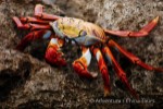 Hotel Ekvádor, Galapágy a Amazonie dovolená
