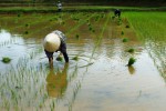 Muži pracující na rýžovém poli