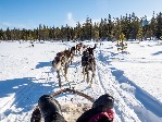 Husky, nejlepší přítel člověka ve Finsku
