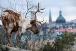 Výhled na zimní Stockholm ze zoo ve Skansenu