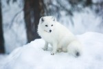 Polární liška, Laponsko