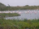 Camargue-03