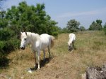 Camargue-10