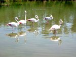 Camargue-06
