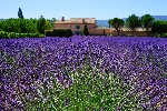 Hotel Levandulová Provence plná barev a vůní dovolená