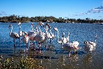 Provence_Camargue_plamenaci.jpg