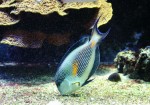Monako_Oceanograficke_muzeum.jpg