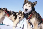 Dogsledge