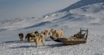 Dogsledge