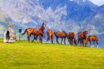 Nádherné stádo koní u gruzínské vojenské silnice