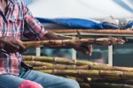 Loupání cukrové třtiny na guadeloupském trhu