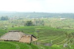 Bali, rýžové terasy