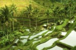 (Indonésie) - Indonésie - Jáva, Bali, Sulawesi