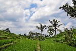 Bali 2 (3) - kopie_245652.jpg