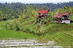 Bali 3 (2) - kopie_245655.jpg