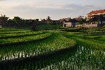 Bali 3 (3) - kopie_245656.jpg