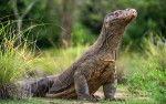 Hotel Indonésie – Jáva, Bali + Flores a Komodo dovolená
