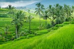 Rýžová políčka na Bali.jpg