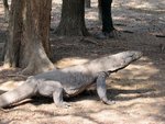 Komodo