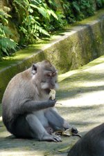Bali, Ubud - Opičí les
