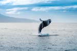 Taneční kreace keporkaka u pobřeží Islandu