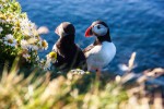 Papuchalkové na Islandu pravidelně hnízdí