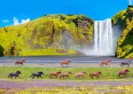 Islandští koně jsou k vidění po celém ostrově