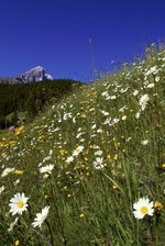 Dolomity louka