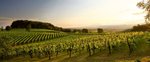 salatin-vini