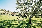 Zahrada