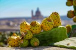 Prickly pears (cactus pears) on Maltas scenery
