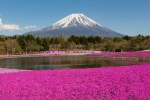 Japonsko, Kantó, Kantó - TO NEJLEPŠÍ Z JAPONSKA + KVĚTINOVÝ FESTIVAL U HORY FUDŽI (LETECKY Z PRAHY)