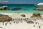 JAR - Boulders Beach - Balvanitá pláž s kolonií tučňáků