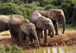Hotel Safari v Jižní Africe: Národní park Kruger a Panorama Route dovolená