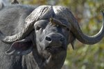 Hotel Safari v Jižní Africe: Národní park Kruger a Panorama Route dovolená